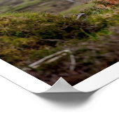 Highland Bull Lying in Grass Poster (Hoek)