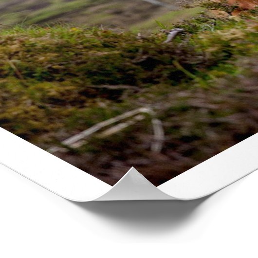 Highland Bull Lying in Grass Poster (Hoek)