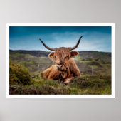 Highland Bull Lying in Grass Poster (Voorkant)