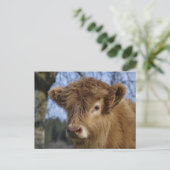 Highland Calf Briefkaart (Staand voorkant)