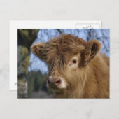 Highland Calf Briefkaart (Voorkant / Achterkant)