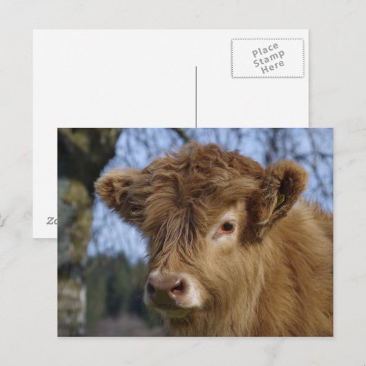 Highland Calf Briefkaart (Voorkant / Achterkant)