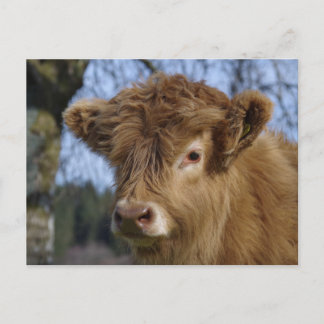 Highland Calf Briefkaart