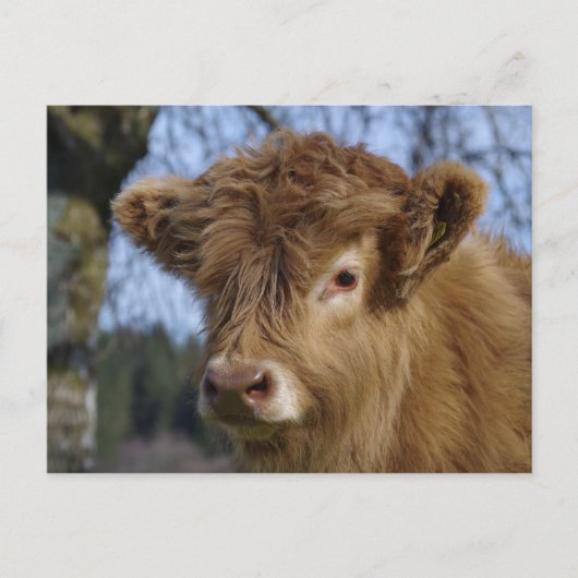 Highland Calf Briefkaart (Voorkant)