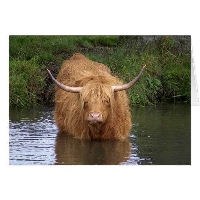 Highland Cattle (Voorkant Horizontaal)