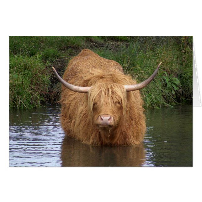 Highland Cattle (Voorkant Horizontaal)
