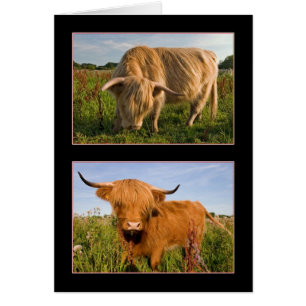Highland Cattle