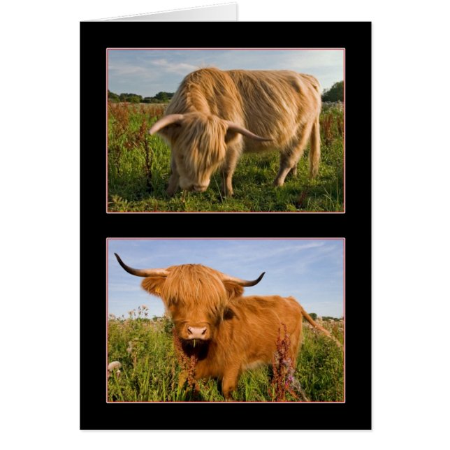 Highland Cattle (Voorkant)