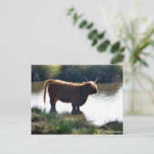 Highland Cattle Briefkaart (Staand voorkant)