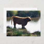 Highland Cattle Briefkaart (Voorkant / Achterkant)