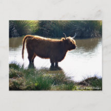 Highland Cattle