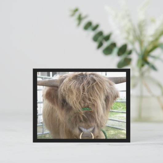 Highland Cattle Bull briefkaart (Staand voorkant)
