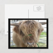 Highland Cattle Bull briefkaart (Voorkant / Achterkant)
