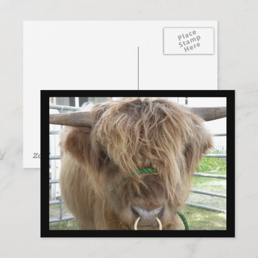 Highland Cattle Bull briefkaart (Voorkant / Achterkant)