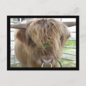 Highland Cattle Bull briefkaart (Voorkant)