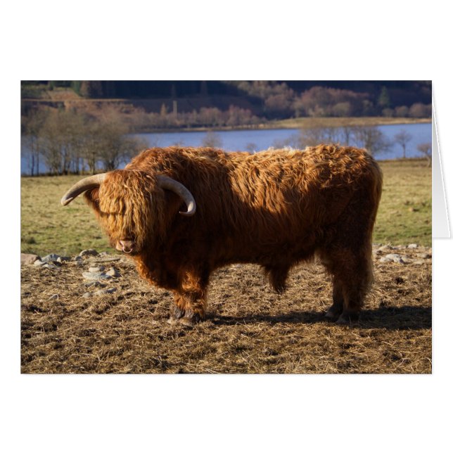 Highland Cattle Bull, Schotland (Voorkant Horizontaal)