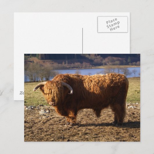 Highland Cattle Bull, Schotland Briefkaart (Voorkant / Achterkant)