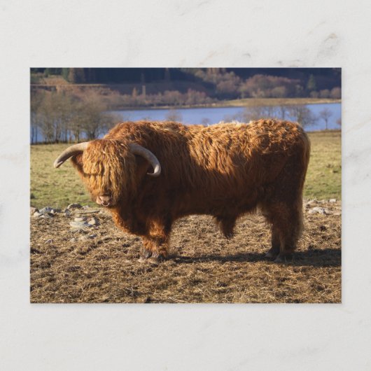 Highland Cattle Bull, Schotland Briefkaart (Voorkant)
