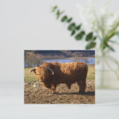 Highland Cattle Bull, Schotland Briefkaart (Staand voorkant)
