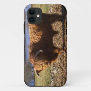 Highland Cattle Bull, Schotland Case-Mate iPhone Case
