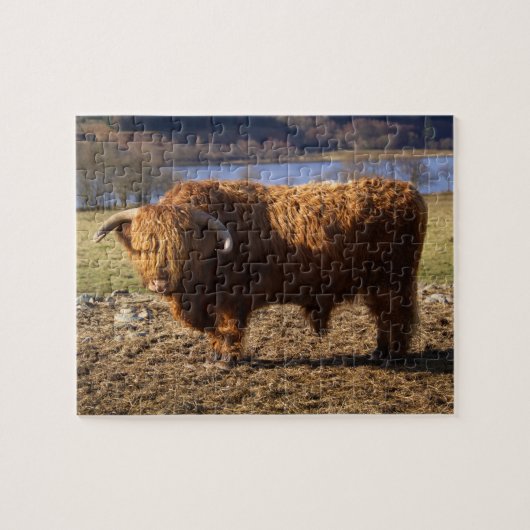 Highland Cattle Bull, Schotland Legpuzzel (Horizontaal)