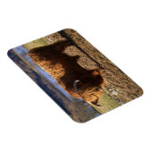 Highland Cattle Bull, Schotland Magneet (Rechterzijde)