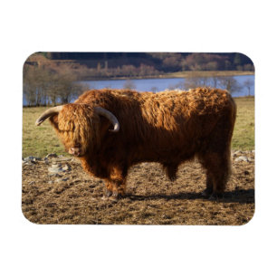 Highland Cattle Bull, Schotland Magneet