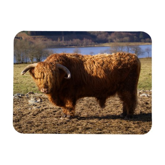 Highland Cattle Bull, Schotland Magneet (Horizontaal)