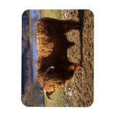 Highland Cattle Bull, Schotland Magneet (Verticaal)