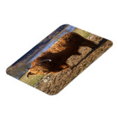 Highland Cattle Bull, Schotland Magneet (Linkerzijde)