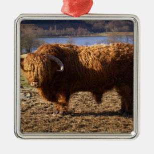 Highland Cattle Bull, Schotland Metalen Ornament