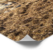 Highland Cattle Bull, Schotland Poster (Hoek)