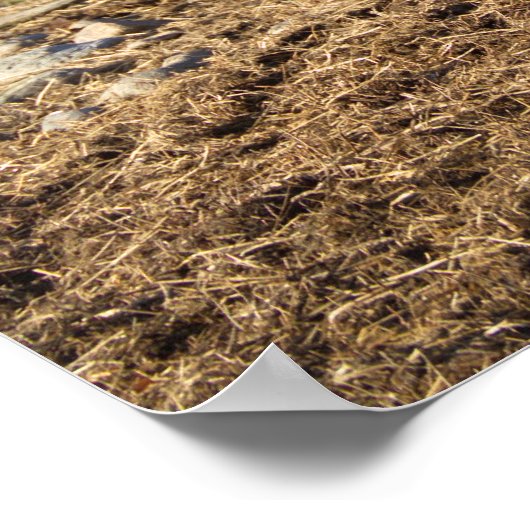 Highland Cattle Bull, Schotland Poster (Hoek)