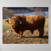 Highland Cattle Bull, Schotland Poster (Voorkant)