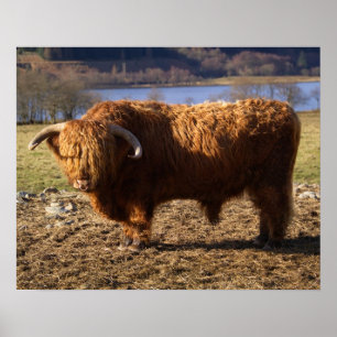Highland Cattle Bull, Schotland Poster