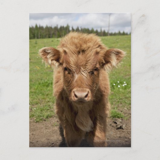 Highland Cattle calf, bij Dufftown Briefkaart (Voorkant)