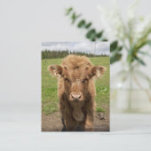 Highland Cattle calf, bij Dufftown Briefkaart (Staand voorkant)