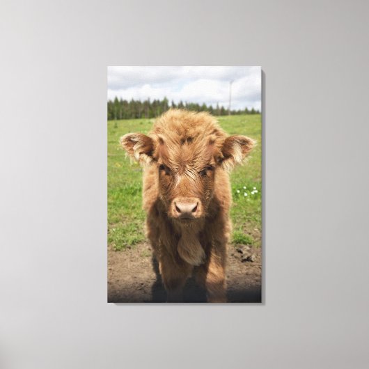 Highland Cattle calf, bij Dufftown Canvas Afdruk (Voorkant)