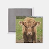 Highland Cattle calf, bij Dufftown Magneet (Voorkant / Achterkant)