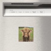 Highland Cattle calf, bij Dufftown Magneet (Insitu (Vaatwasser))