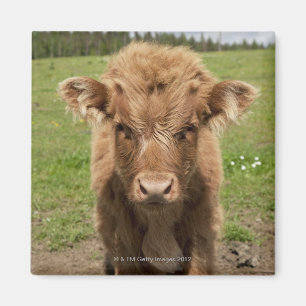 Highland Cattle calf, bij Dufftown Magneet