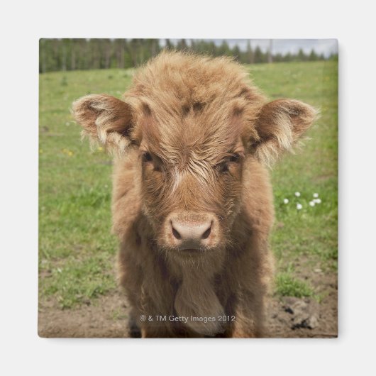 Highland Cattle calf, bij Dufftown Magneet (Voorkant)