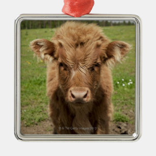 Highland Cattle calf, bij Dufftown Metalen Ornament