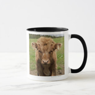 Highland Cattle calf, bij Dufftown Mok