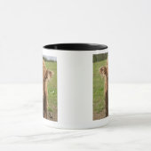 Highland Cattle calf, bij Dufftown Mok (Midden)