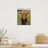 Highland Cattle calf, bij Dufftown Poster (Keuken)