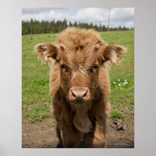 Highland Cattle calf, bij Dufftown Poster (Voorkant)