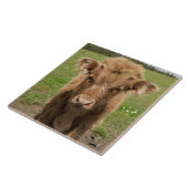 Highland Cattle calf, bij Dufftown Tegeltje (Zijkant)