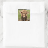 Highland Cattle calf, bij Dufftown Vierkante Sticker (Tas)