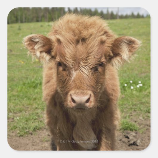 Highland Cattle calf, bij Dufftown Vierkante Sticker (Voorkant)